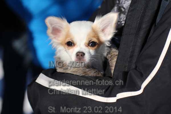 IMG 4020 prot